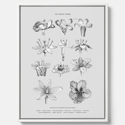 En vintageposter i canvas som föreställer blommor utifrån Linnésystemet (även kallad Linnés sexualsystem)