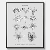 En vintageposter i canvas som föreställer blommor utifrån Linnésystemet (även kallad Linnés sexualsystem)