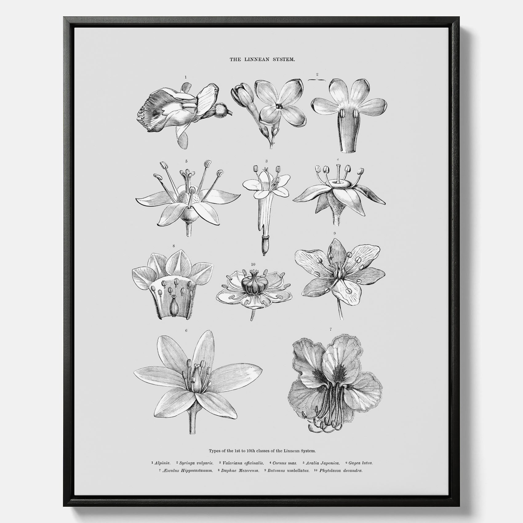En vintageposter i canvas som föreställer blommor utifrån Linnésystemet (även kallad Linnés sexualsystem)
