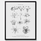 En vintageposter som föreställer blommor utifrån Linnésystemet (även kallad Linnés sexualsystem)