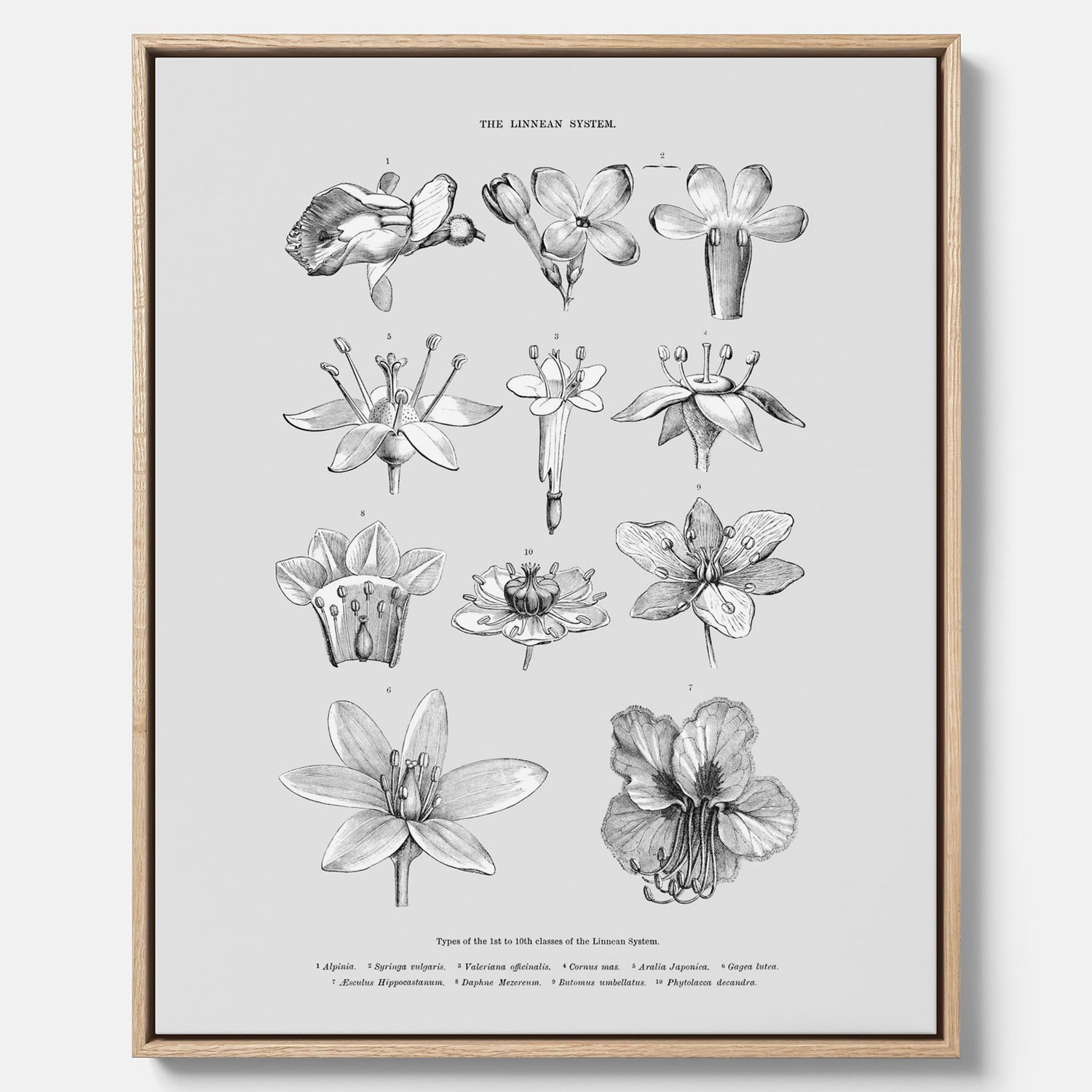 En vintageposter i canvas som föreställer blommor utifrån Linnésystemet (även kallad Linnés sexualsystem)