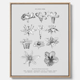 En vintageposter i canvas som föreställer blommor utifrån Linnésystemet (även kallad Linnés sexualsystem)
