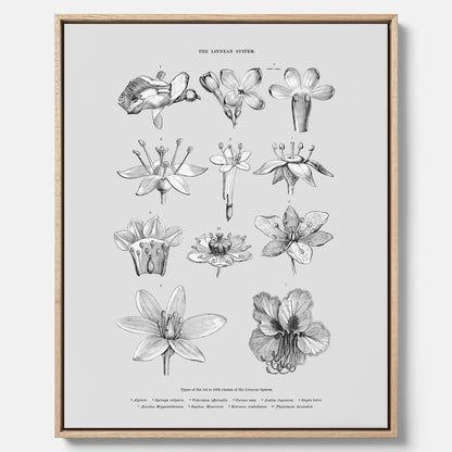 En vintageposter i canvas som föreställer blommor utifrån Linnésystemet (även kallad Linnés sexualsystem)