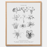 En vintageposter som föreställer blommor utifrån Linnésystemet (även kallad Linnés sexualsystem)