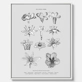 En vintageposter i canvas som föreställer blommor utifrån Linnésystemet (även kallad Linnés sexualsystem)