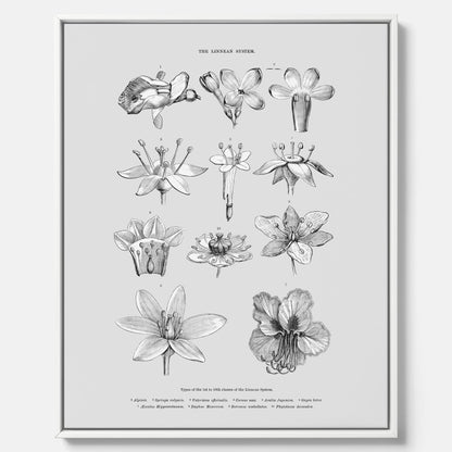 En vintageposter i canvas som föreställer blommor utifrån Linnésystemet (även kallad Linnés sexualsystem)