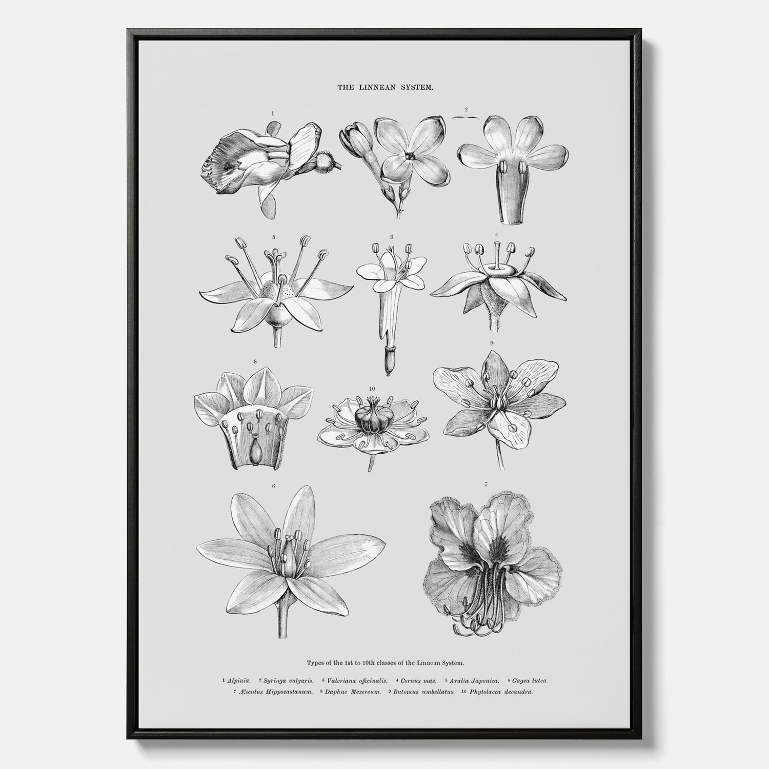 En vintageposter i canvas som föreställer blommor utifrån Linnésystemet (även kallad Linnés sexualsystem)