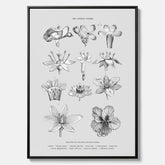 En vintageposter i canvas som föreställer blommor utifrån Linnésystemet (även kallad Linnés sexualsystem)