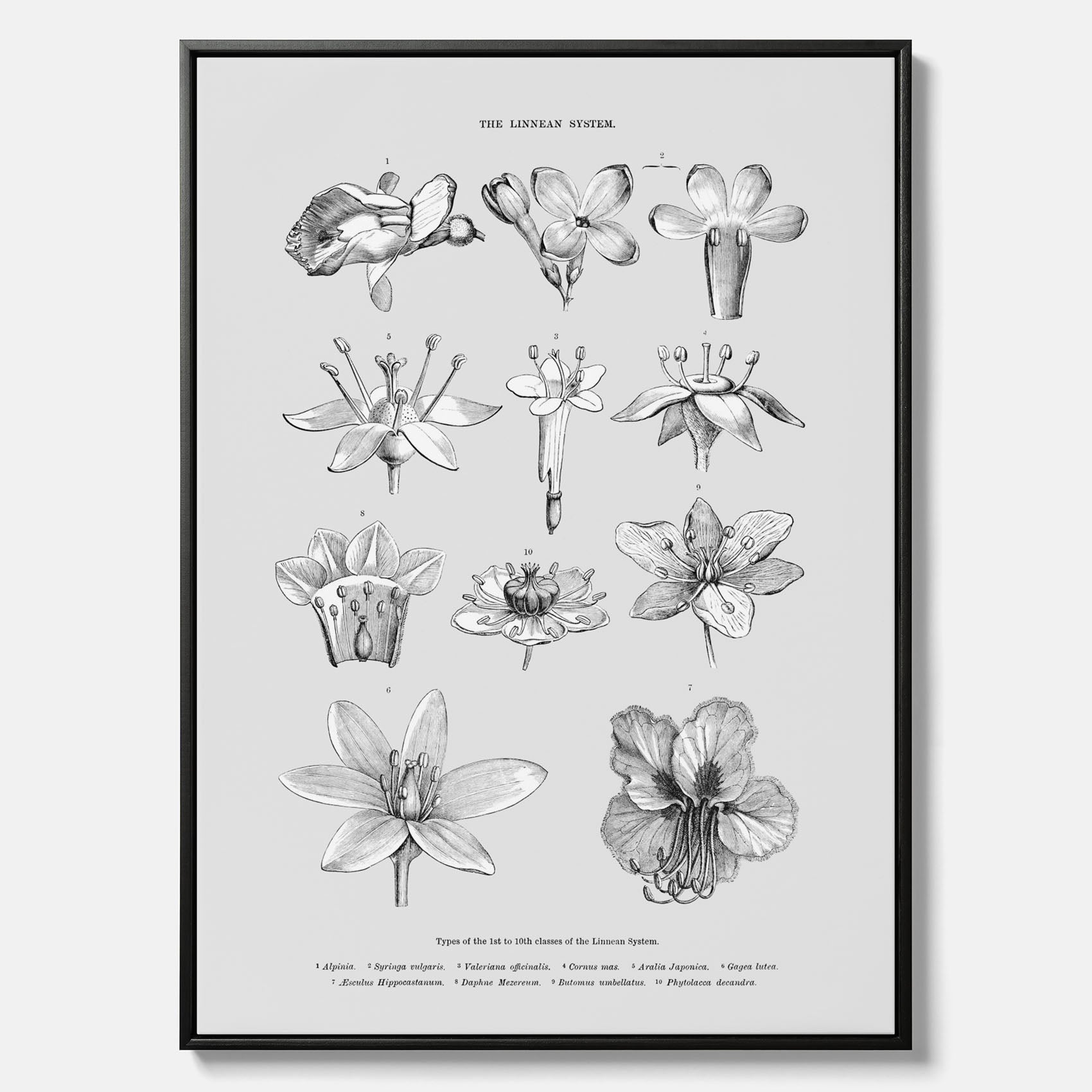 En vintageposter i canvas som föreställer blommor utifrån Linnésystemet (även kallad Linnés sexualsystem)