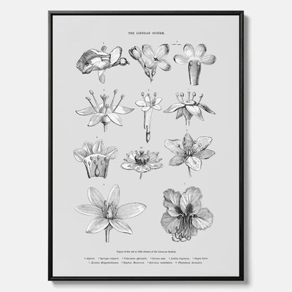 En vintageposter i canvas som föreställer blommor utifrån Linnésystemet (även kallad Linnés sexualsystem)