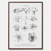 En vintageposter som föreställer blommor utifrån Linnésystemet (även kallad Linnés sexualsystem)
