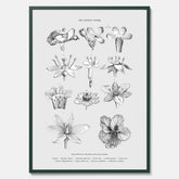 En vintageposter som föreställer blommor utifrån Linnésystemet (även kallad Linnés sexualsystem)