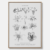 En vintageposter i canvas som föreställer blommor utifrån Linnésystemet (även kallad Linnés sexualsystem)
