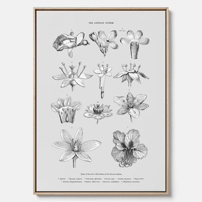En vintageposter i canvas som föreställer blommor utifrån Linnésystemet (även kallad Linnés sexualsystem)