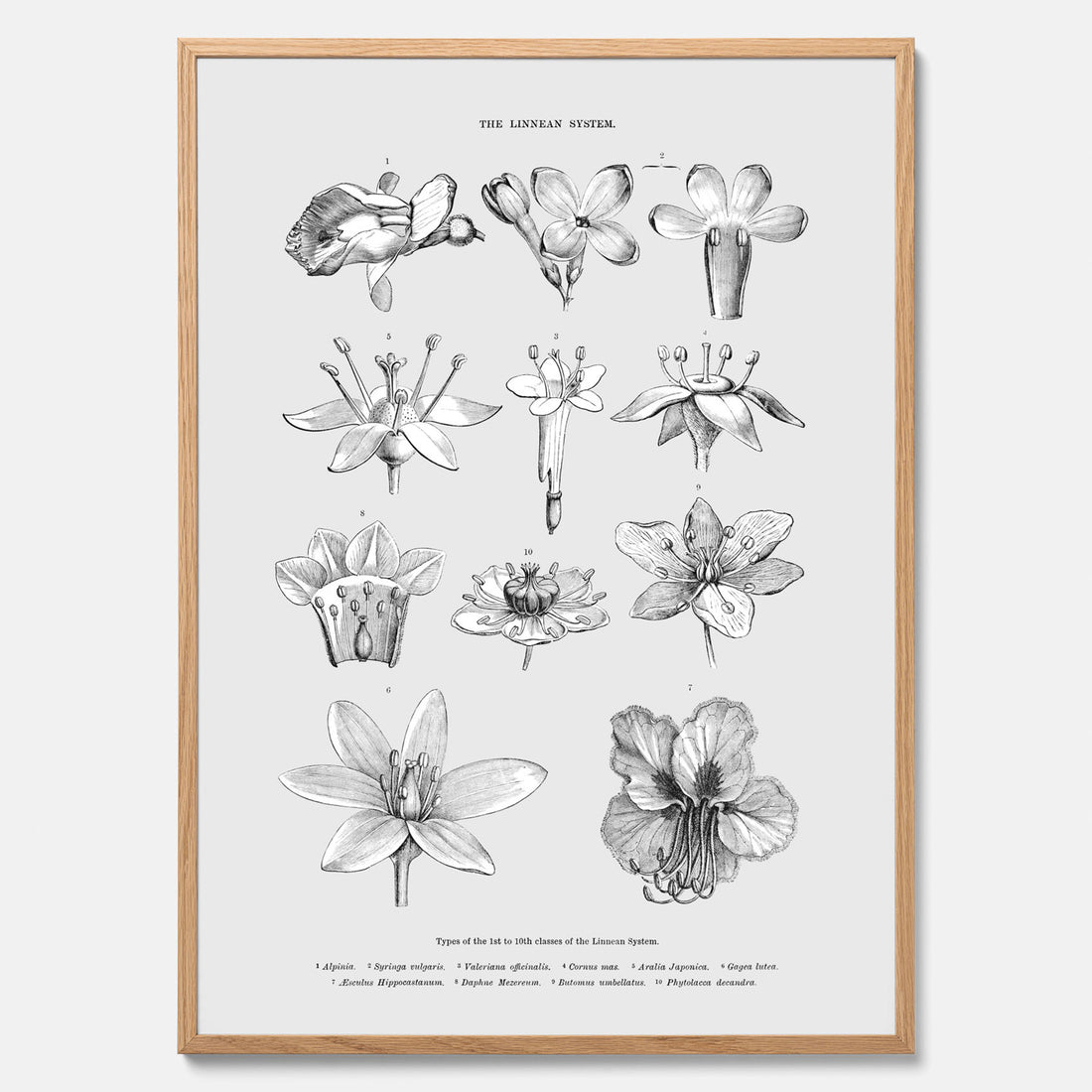 En vintageposter som föreställer blommor utifrån Linnésystemet (även kallad Linnés sexualsystem)