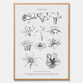 En vintageposter som föreställer blommor utifrån Linnésystemet (även kallad Linnés sexualsystem)