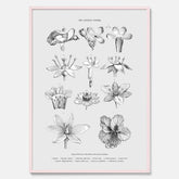 En vintageposter som föreställer blommor utifrån Linnésystemet (även kallad Linnés sexualsystem)