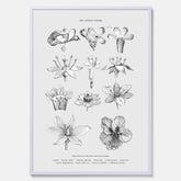En vintageposter som föreställer blommor utifrån Linnésystemet (även kallad Linnés sexualsystem)