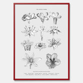 En vintageposter som föreställer blommor utifrån Linnésystemet (även kallad Linnés sexualsystem)