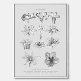 En vintageposter i canvas som föreställer blommor utifrån Linnésystemet (även kallad Linnés sexualsystem)