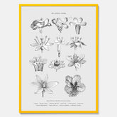 En vintageposter som föreställer blommor utifrån Linnésystemet (även kallad Linnés sexualsystem)