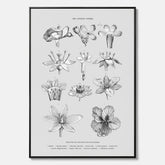En vintageposter i canvas som föreställer blommor utifrån Linnésystemet (även kallad Linnés sexualsystem)
