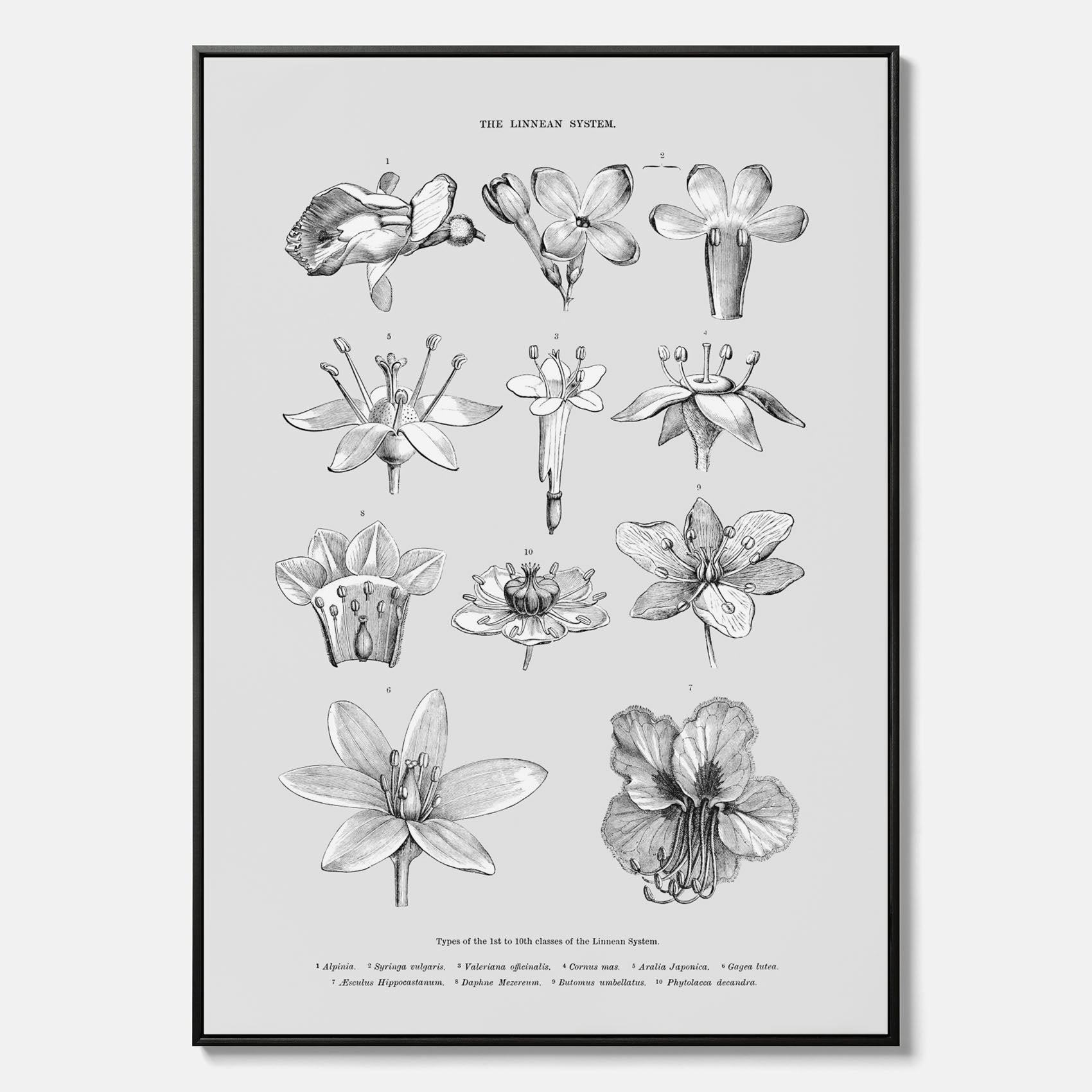 En vintageposter i canvas som föreställer blommor utifrån Linnésystemet (även kallad Linnés sexualsystem)