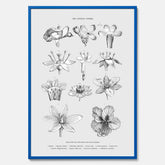 En vintageposter som föreställer blommor utifrån Linnésystemet (även kallad Linnés sexualsystem)