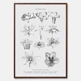 En vintageposter som föreställer blommor utifrån Linnésystemet (även kallad Linnés sexualsystem)