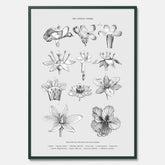 En vintageposter som föreställer blommor utifrån Linnésystemet (även kallad Linnés sexualsystem)
