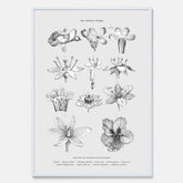 En vintageposter som föreställer blommor utifrån Linnésystemet (även kallad Linnés sexualsystem)