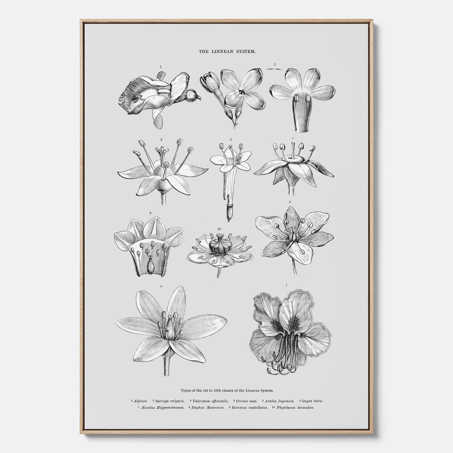 En vintageposter i canvas som föreställer blommor utifrån Linnésystemet (även kallad Linnés sexualsystem)