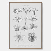 En vintageposter i canvas som föreställer blommor utifrån Linnésystemet (även kallad Linnés sexualsystem)