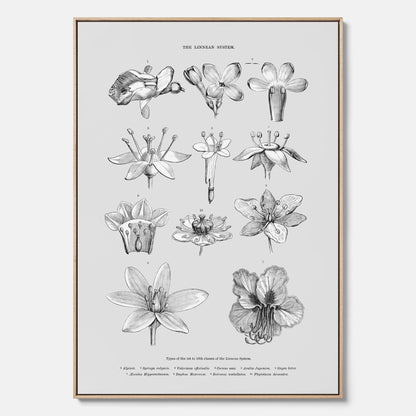 En vintageposter i canvas som föreställer blommor utifrån Linnésystemet (även kallad Linnés sexualsystem)