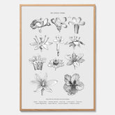En vintageposter som föreställer blommor utifrån Linnésystemet (även kallad Linnés sexualsystem)