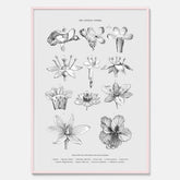 En vintageposter som föreställer blommor utifrån Linnésystemet (även kallad Linnés sexualsystem)