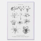En vintageposter som föreställer blommor utifrån Linnésystemet (även kallad Linnés sexualsystem)