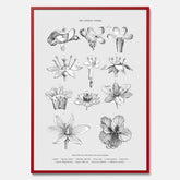 En vintageposter som föreställer blommor utifrån Linnésystemet (även kallad Linnés sexualsystem)