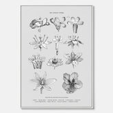 En vintageposter i canvas som föreställer blommor utifrån Linnésystemet (även kallad Linnés sexualsystem)