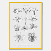 En vintageposter som föreställer blommor utifrån Linnésystemet (även kallad Linnés sexualsystem)