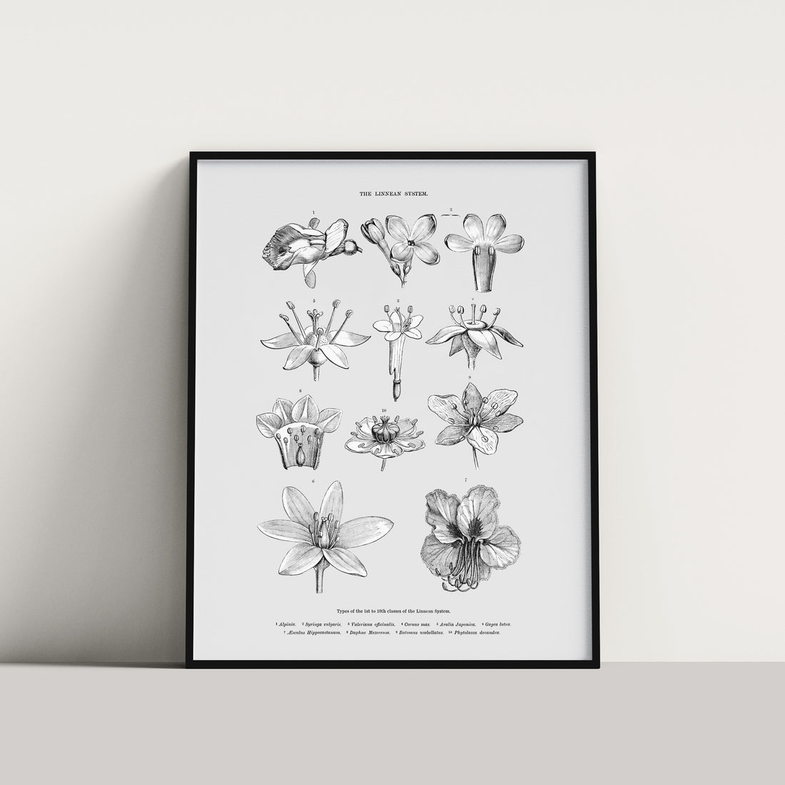 En vintageposter som föreställer blommor utifrån Linnésystemet (även kallad Linnés sexualsystem)