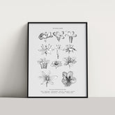 En vintageposter som föreställer blommor utifrån Linnésystemet (även kallad Linnés sexualsystem)