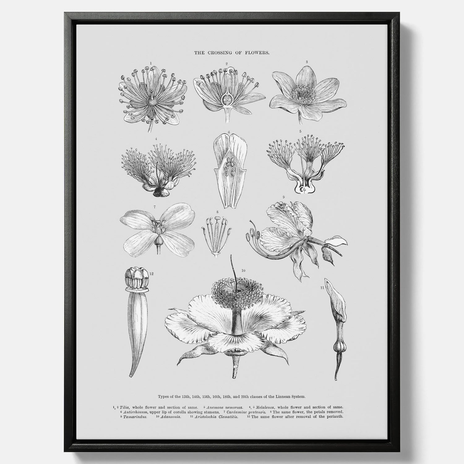 En vintageposter i canvas som föreställer blommor utifrån Linnésystemet (även kallad Linnés sexualsystem)