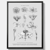 En vintageposter i canvas som föreställer blommor utifrån Linnésystemet (även kallad Linnés sexualsystem)