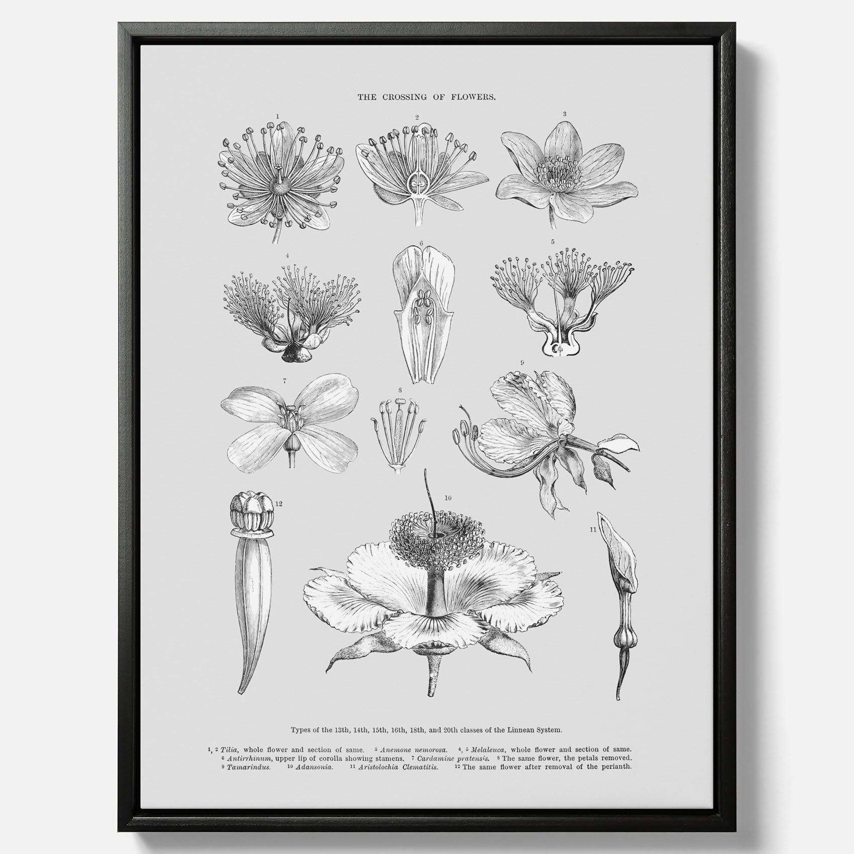 En vintageposter i canvas som föreställer blommor utifrån Linnésystemet (även kallad Linnés sexualsystem)