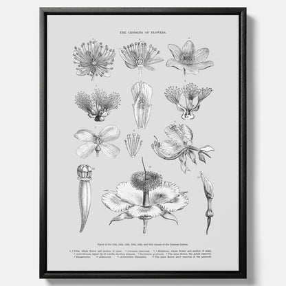 En vintageposter i canvas som föreställer blommor utifrån Linnésystemet (även kallad Linnés sexualsystem)