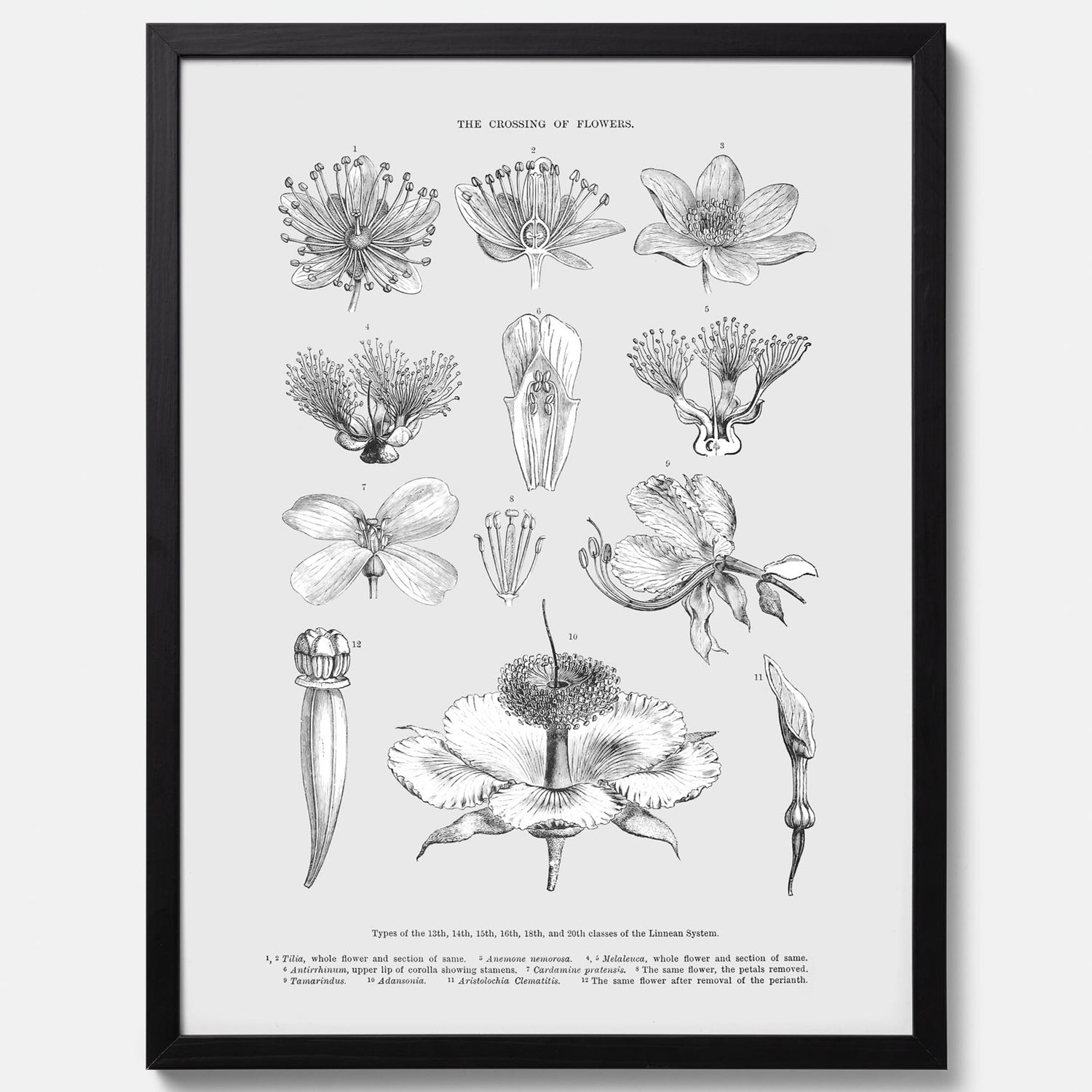 En vintageposter som föreställer blommor utifrån Linnésystemet (även kallad Linnés sexualsystem)