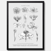 En vintageposter som föreställer blommor utifrån Linnésystemet (även kallad Linnés sexualsystem)