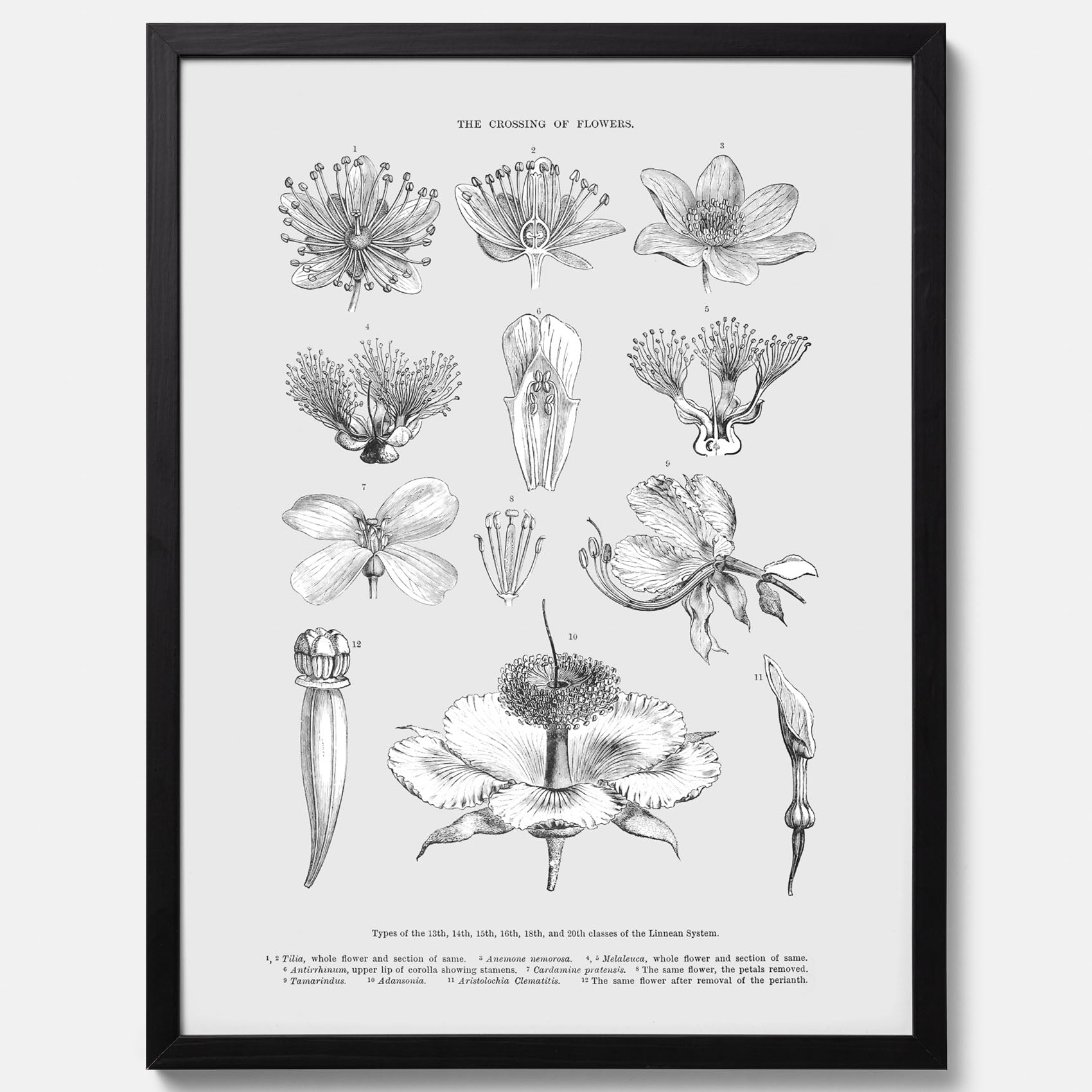 En vintageposter som föreställer blommor utifrån Linnésystemet (även kallad Linnés sexualsystem)