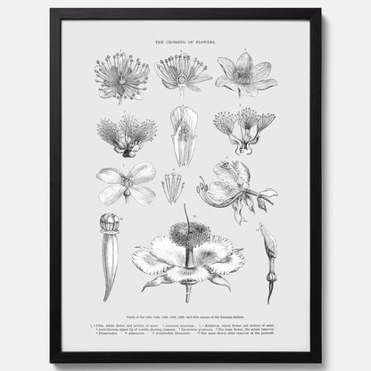 En vintageposter som föreställer blommor utifrån Linnésystemet (även kallad Linnés sexualsystem)